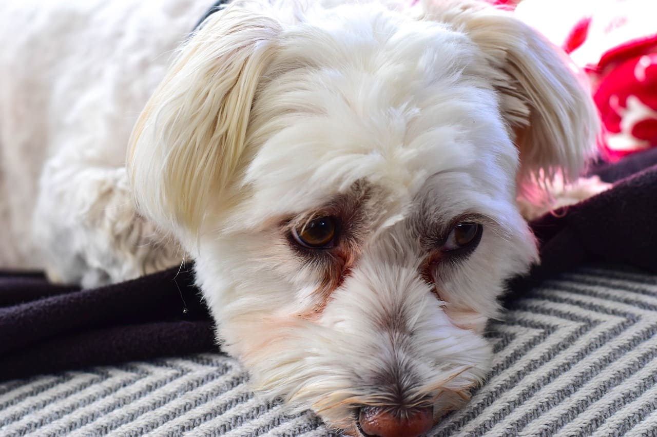 강아지 눈물자국 사진