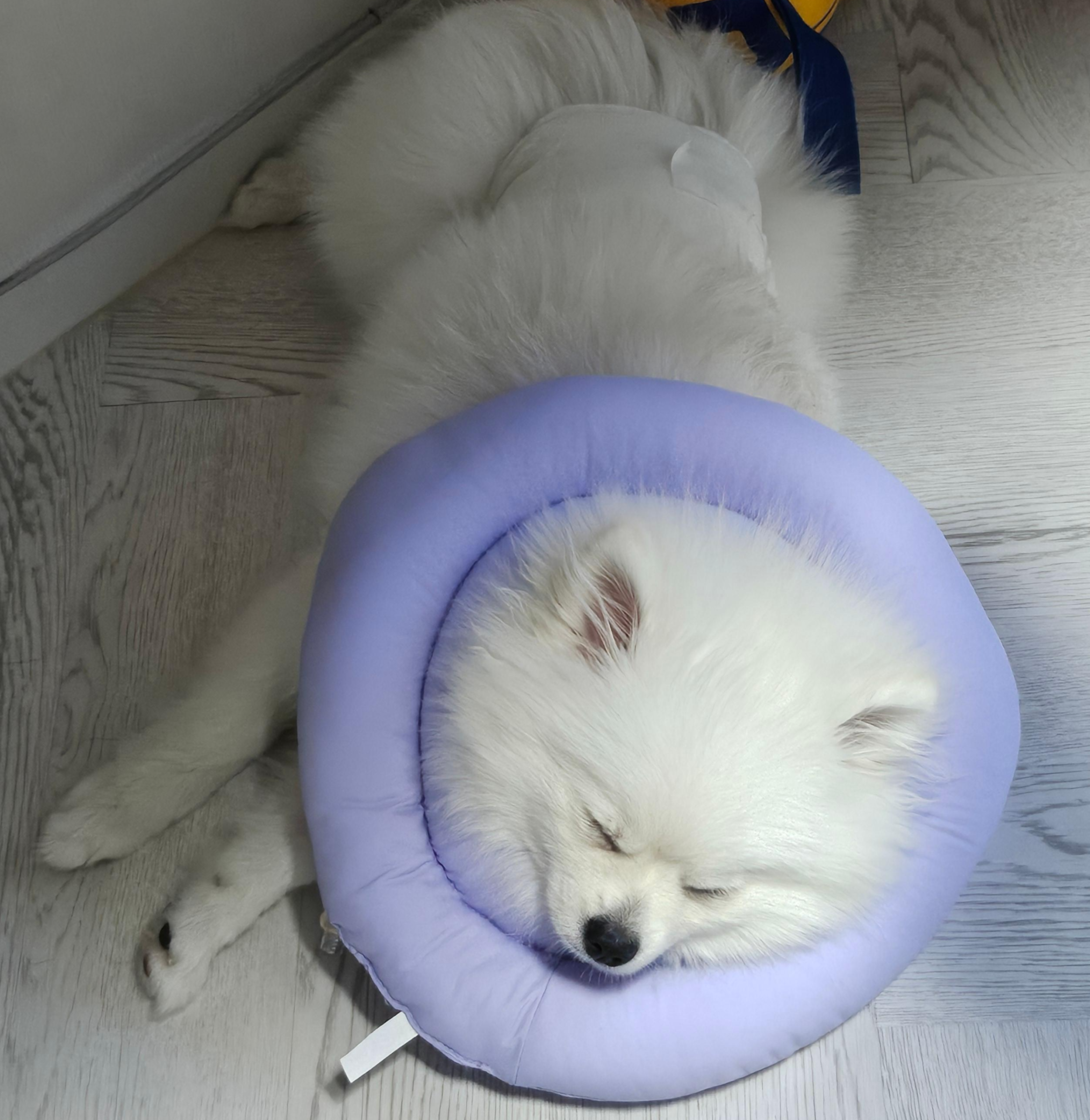 중성화 수술 후 하콩