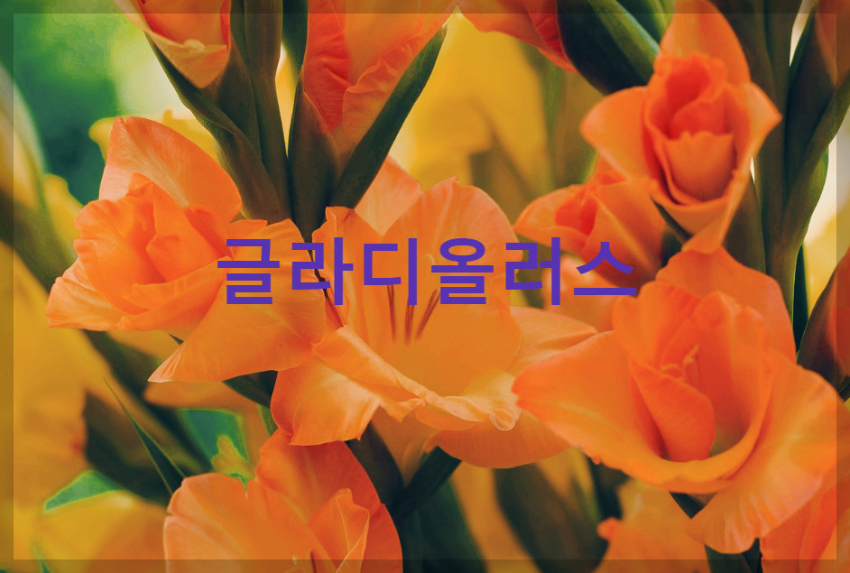 활짝핀 주황색의 글라디올러스