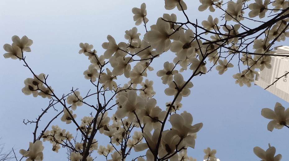 목련꽃 무료 이미지