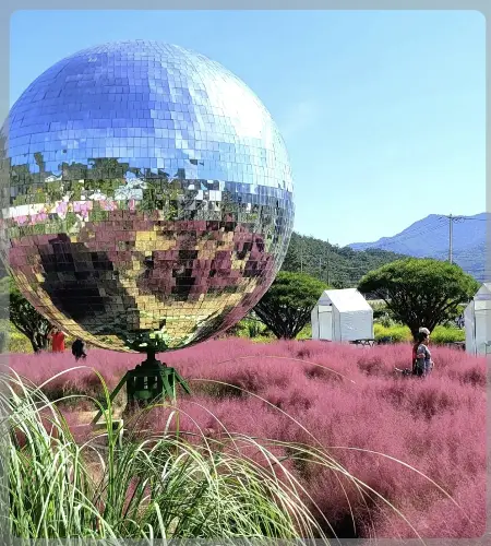 고창 핑크뮬리 축제 꽃객 프로젝트_2