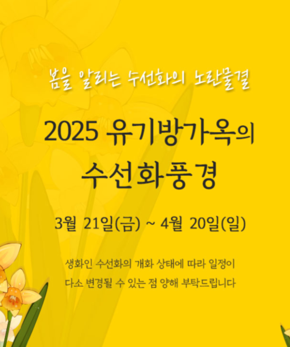 2025 유기방가옥의 수선화 풍경