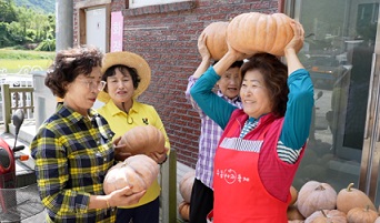 함안호박