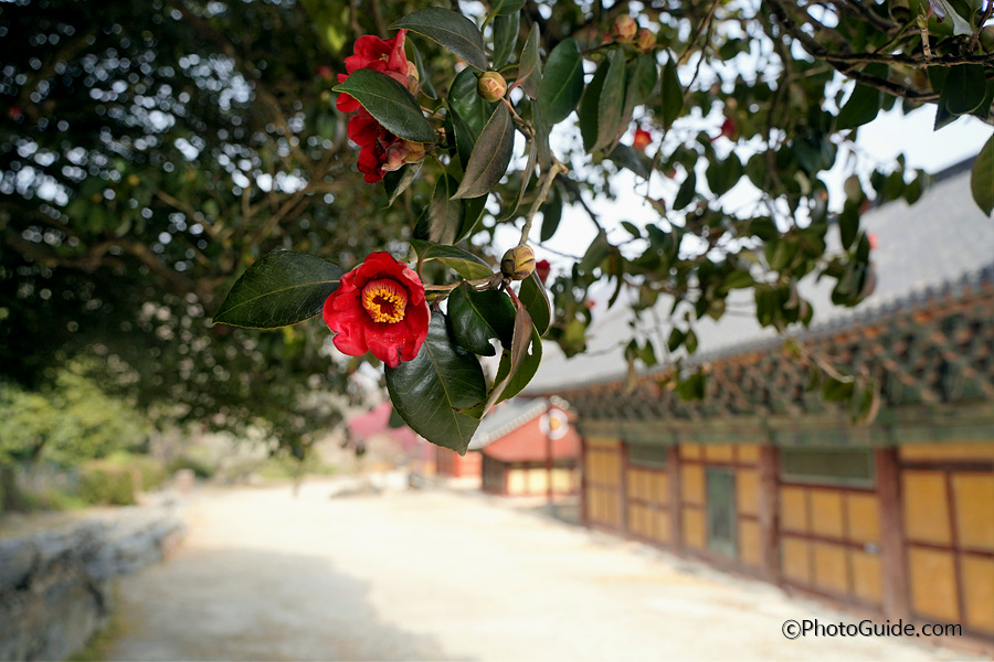 고창 선운사 동백꽃