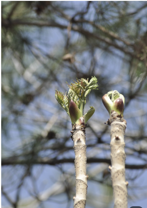 강원도 제철산나물 활용법 (두릅, 곰취, 건강식)관련 사진