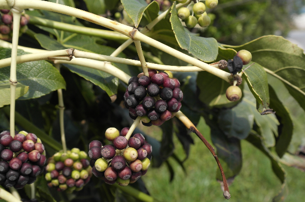 팔손이 성숙한 열매