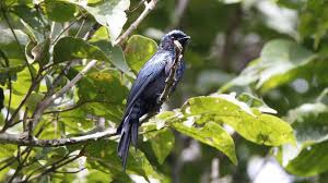 욕던 국립공원 (Yok Don National Park) 사진 (출처:Travelviet )