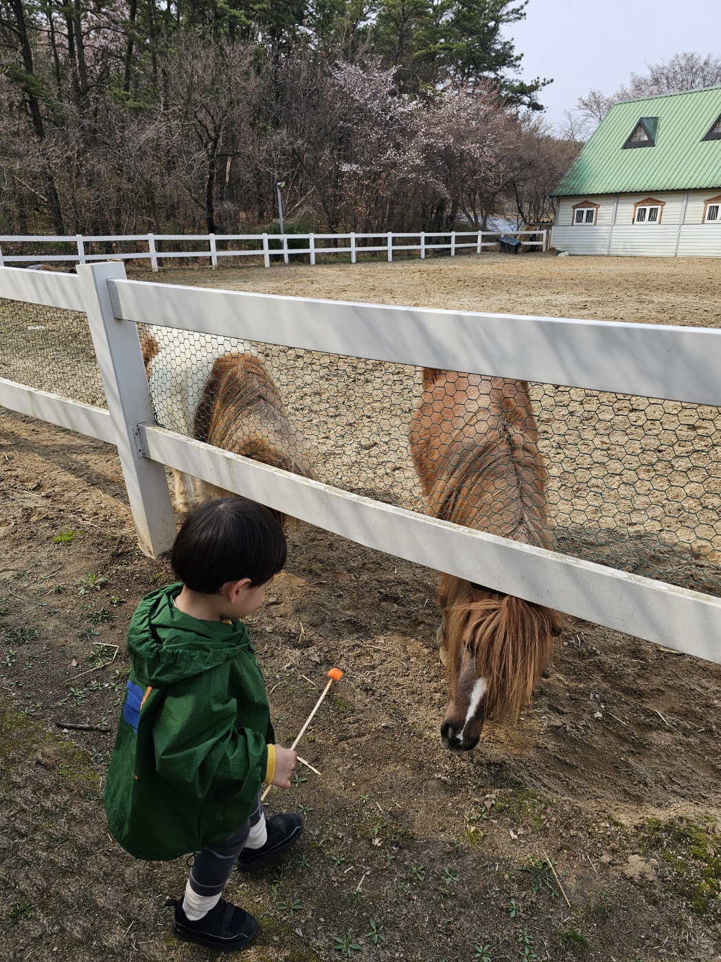 ※ 조랑말&amp;#44; 혹은 망아지