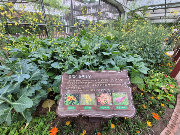 나비정원 내부, '흡밀식물이란?' 설명판과 다양한 꽃들이 어우러진 모습