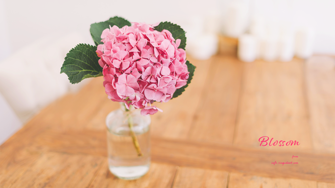 12 분홍수국 C - Blossom 꽃배경화면