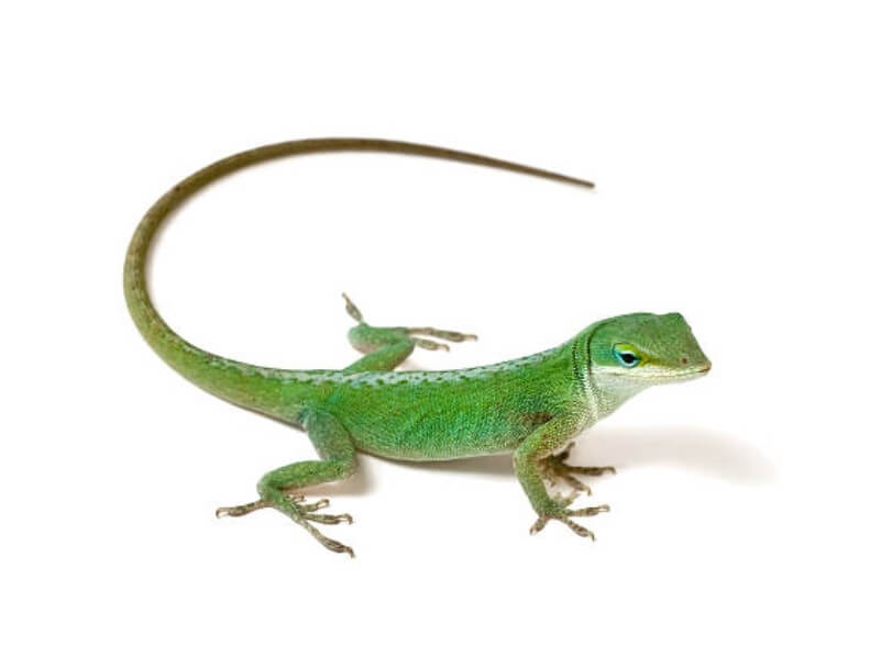 도마뱀 나오는 꿈