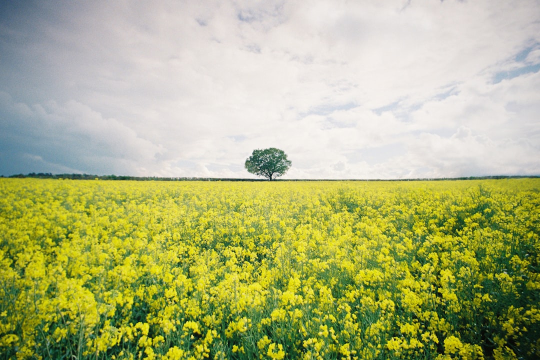 Solitary