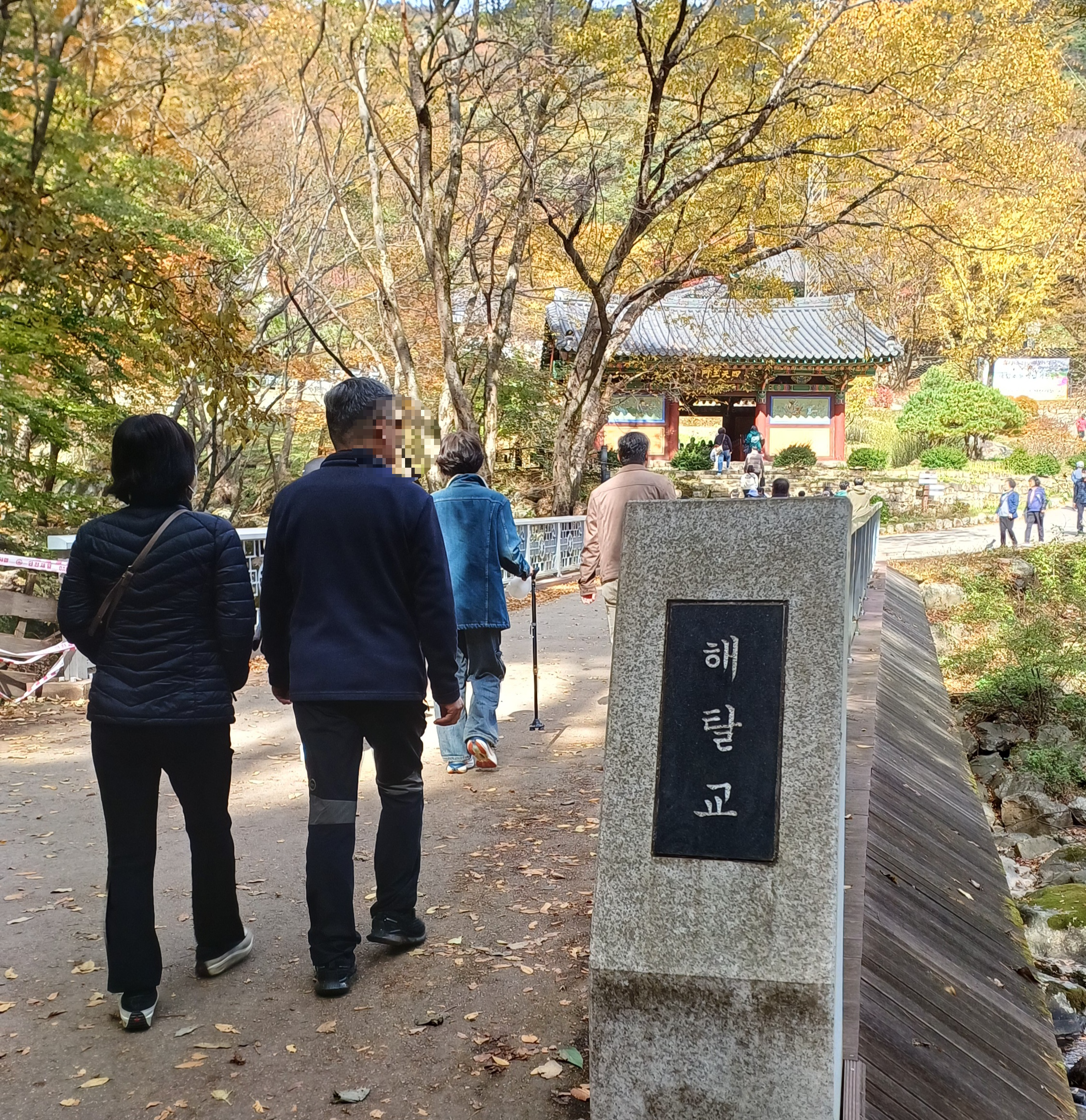 용문사-은행나무-11