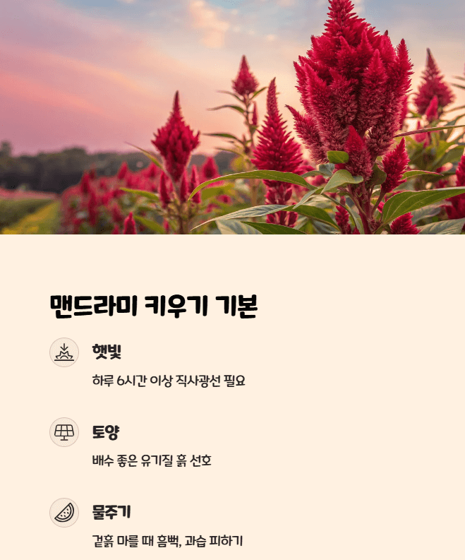 맨드라미