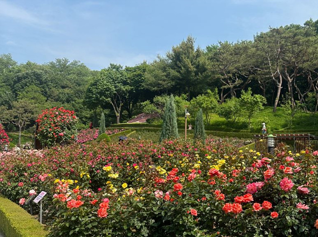 부천 백만송이 장미축제 장미 사진