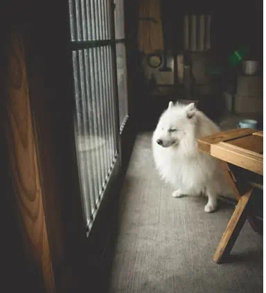 강아지 실내마킹 원인과 훈련법