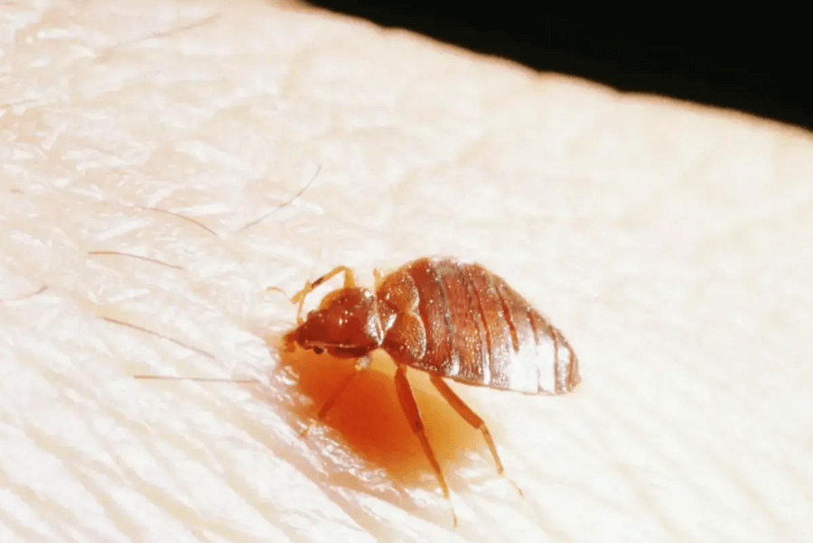 여행중빈대(베드버그)피하는법-빈대피하기수칙