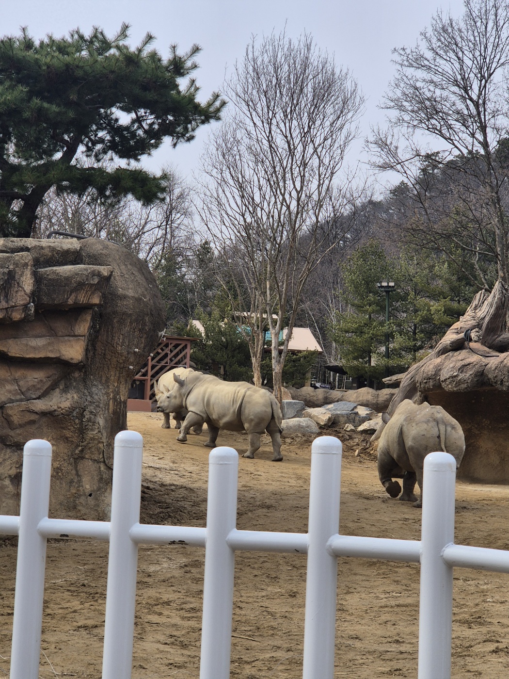 코뿔소 여러마리