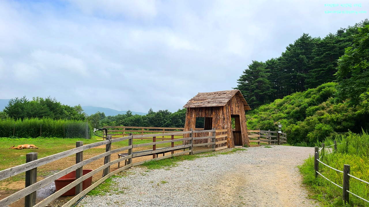 대관령-순수양떼목장