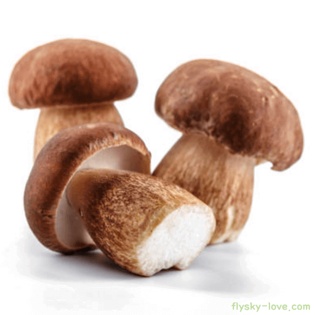포르치니(porcini) 버섯 먹는법