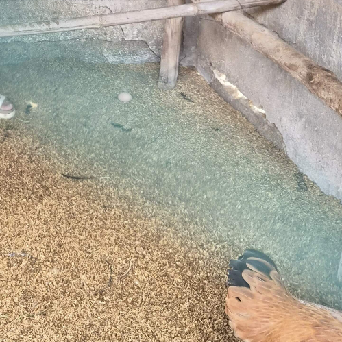 닭이 알을 낳았다