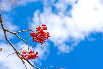 마가목 효능은 우리가 생각하는 것보다 효능이 매우 많습니다.