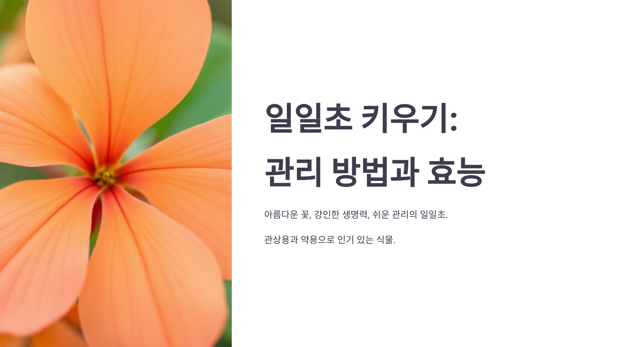 일일초와 관련된 사진입니다.