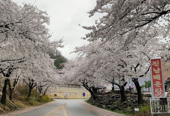 문경 벚꽃