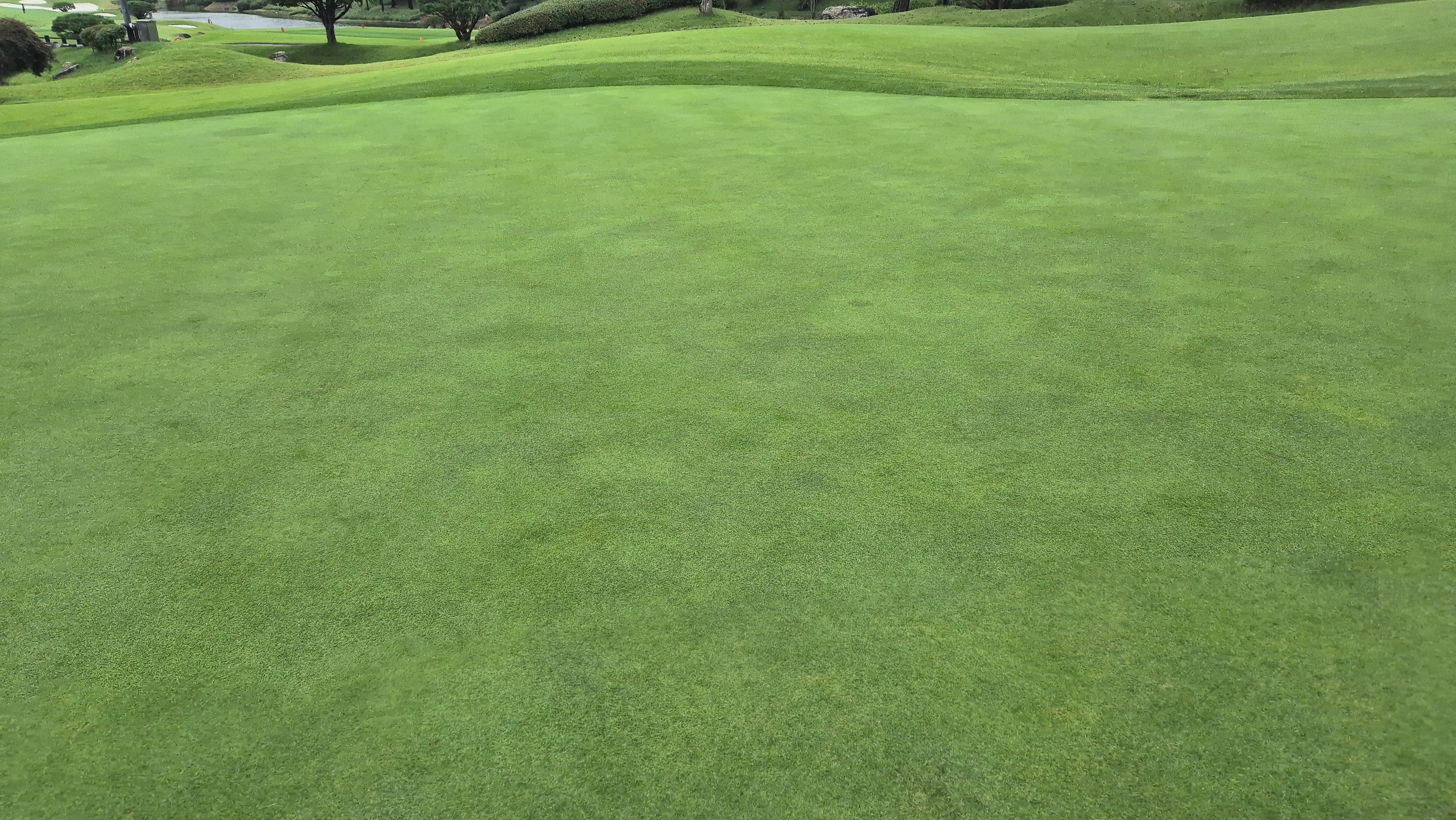 파인스톤cc 그린 관리 상태