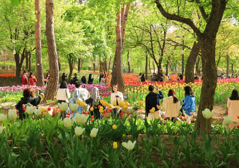 튤립축제