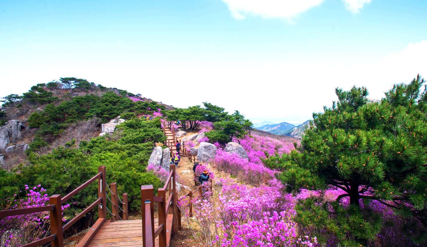 비슬산 참꽃문화제