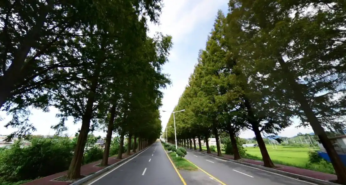 청주 메타세콰이어 도로