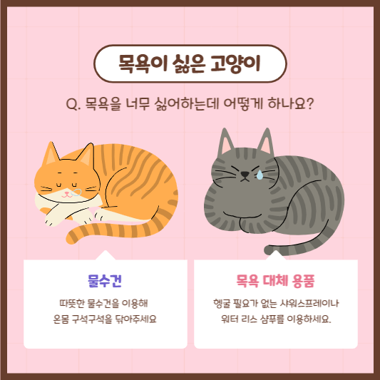 고양이목욕대체방법