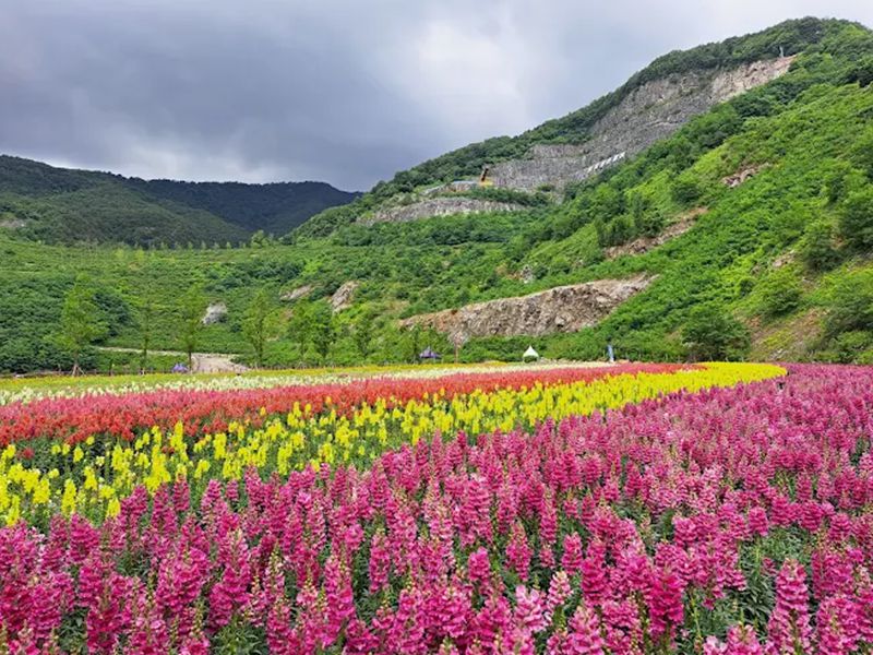 무릉별유천지 라벤더꽃축제