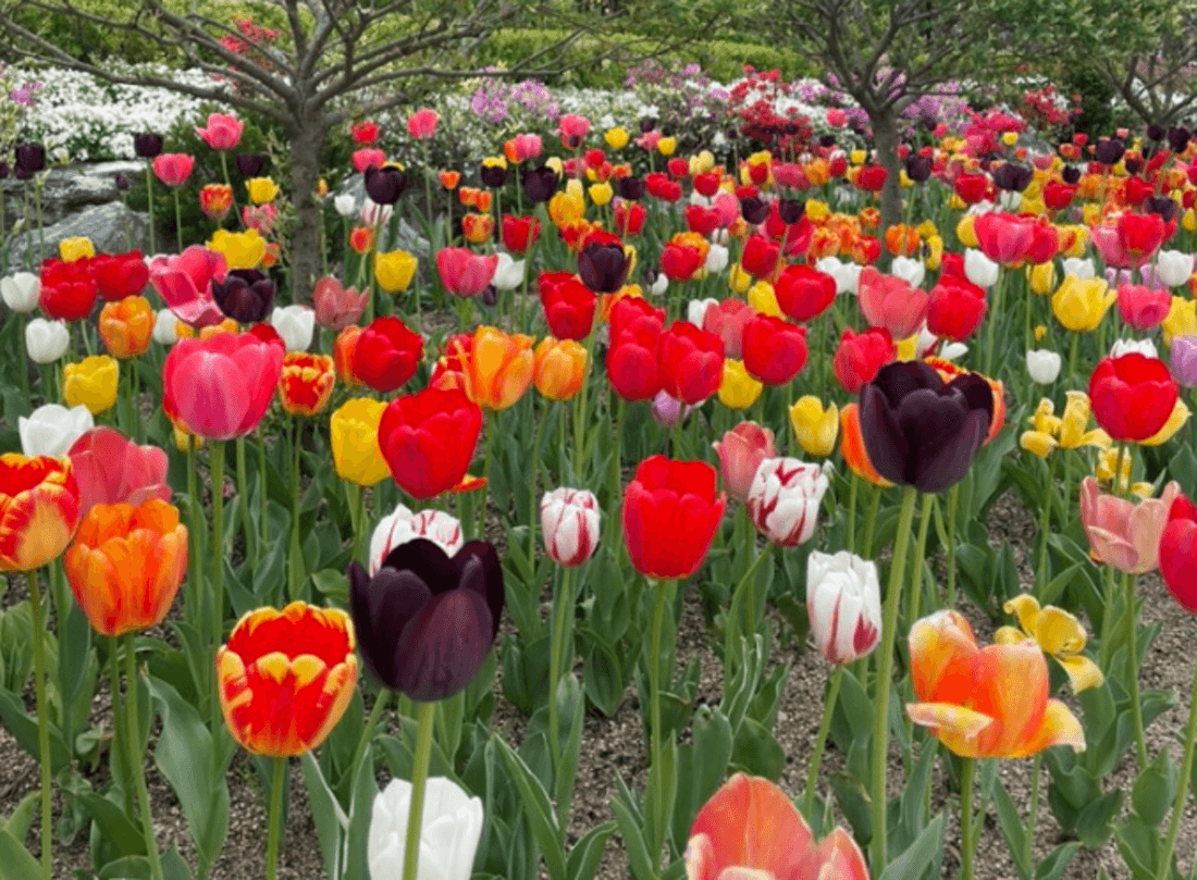 용인 자작나무숲 봄꽃축제