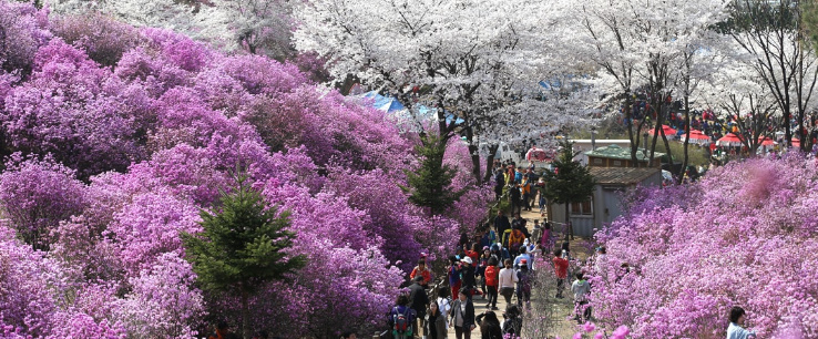 부천 봄꽃 축제. 부천 오색봄꽃 여행. 벚꽃, 진달래, 복숭아꽃, 튤립, 장미