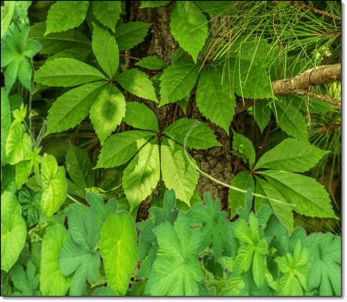 돌외잎 추출물 효능 5가지, 핵심 성분과 복용법