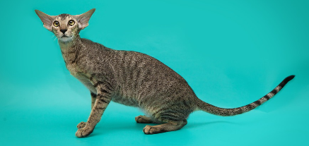 너무 날씬해 보이지 않는 고양이.