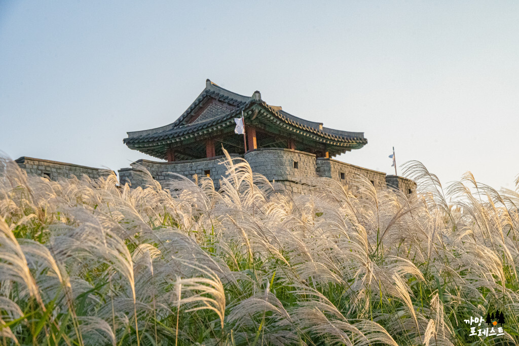 수원화성 억새 화서문