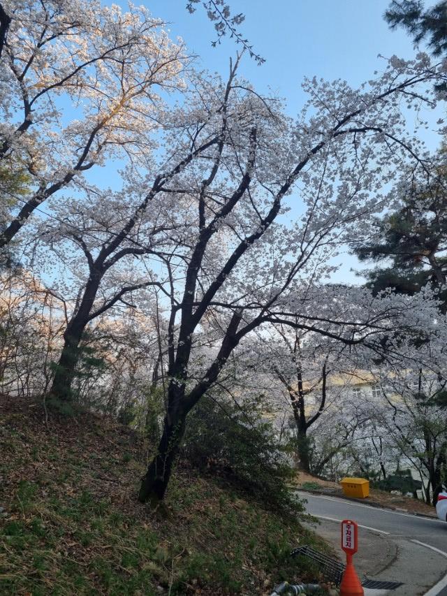 노을빛과 함께 물든 북일고 벚꽃 풍경