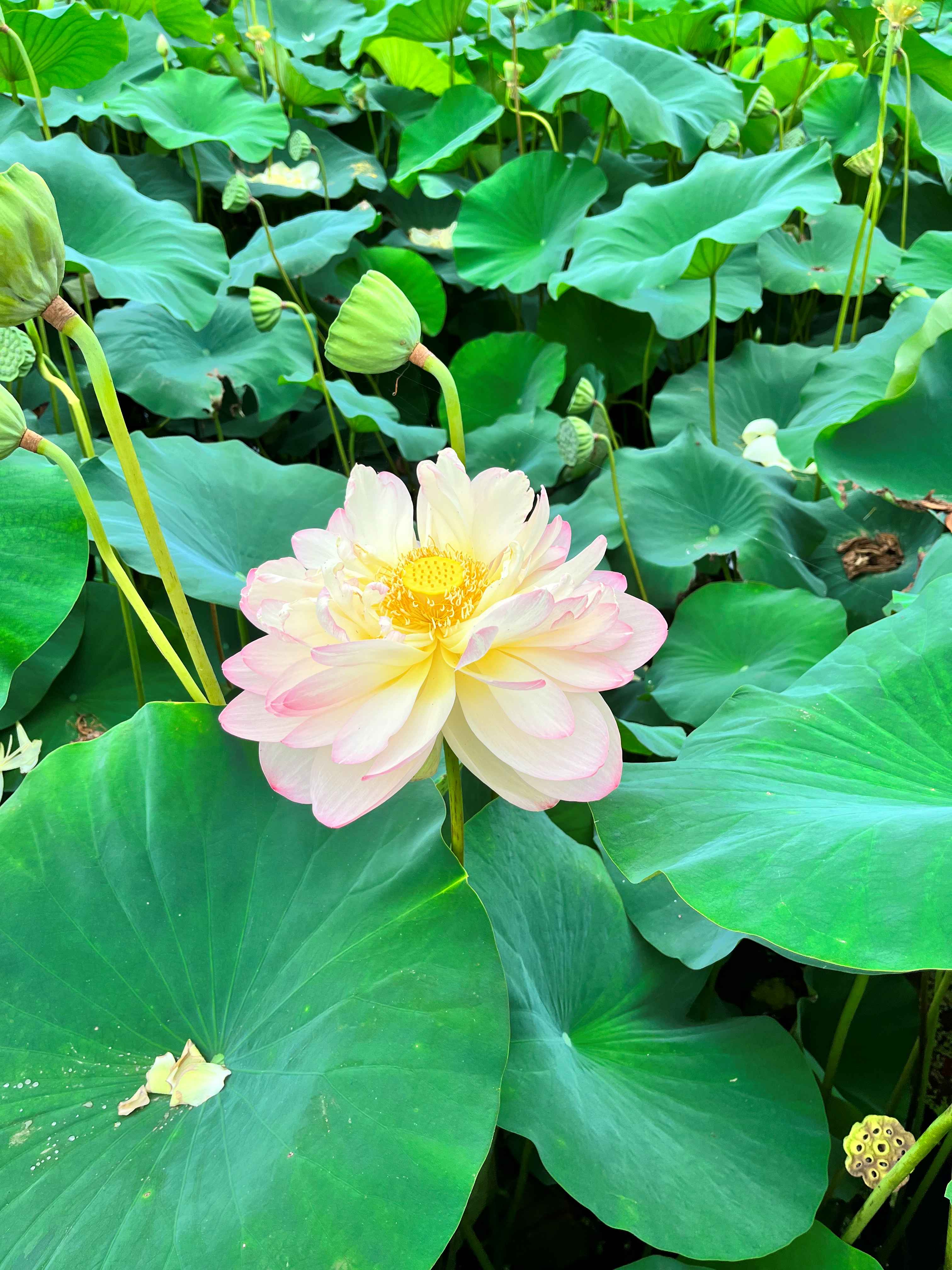 세미원 연꽃축제