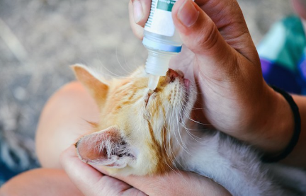 주인에게 안약을 맞고 있는 새끼 고양이.