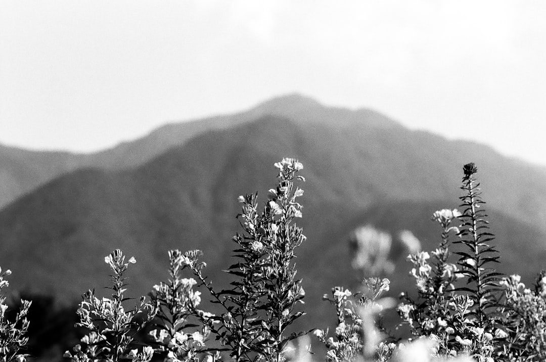 Monotone