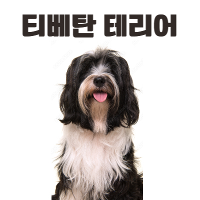 티베탄 테리어(Tibetan Terrier)