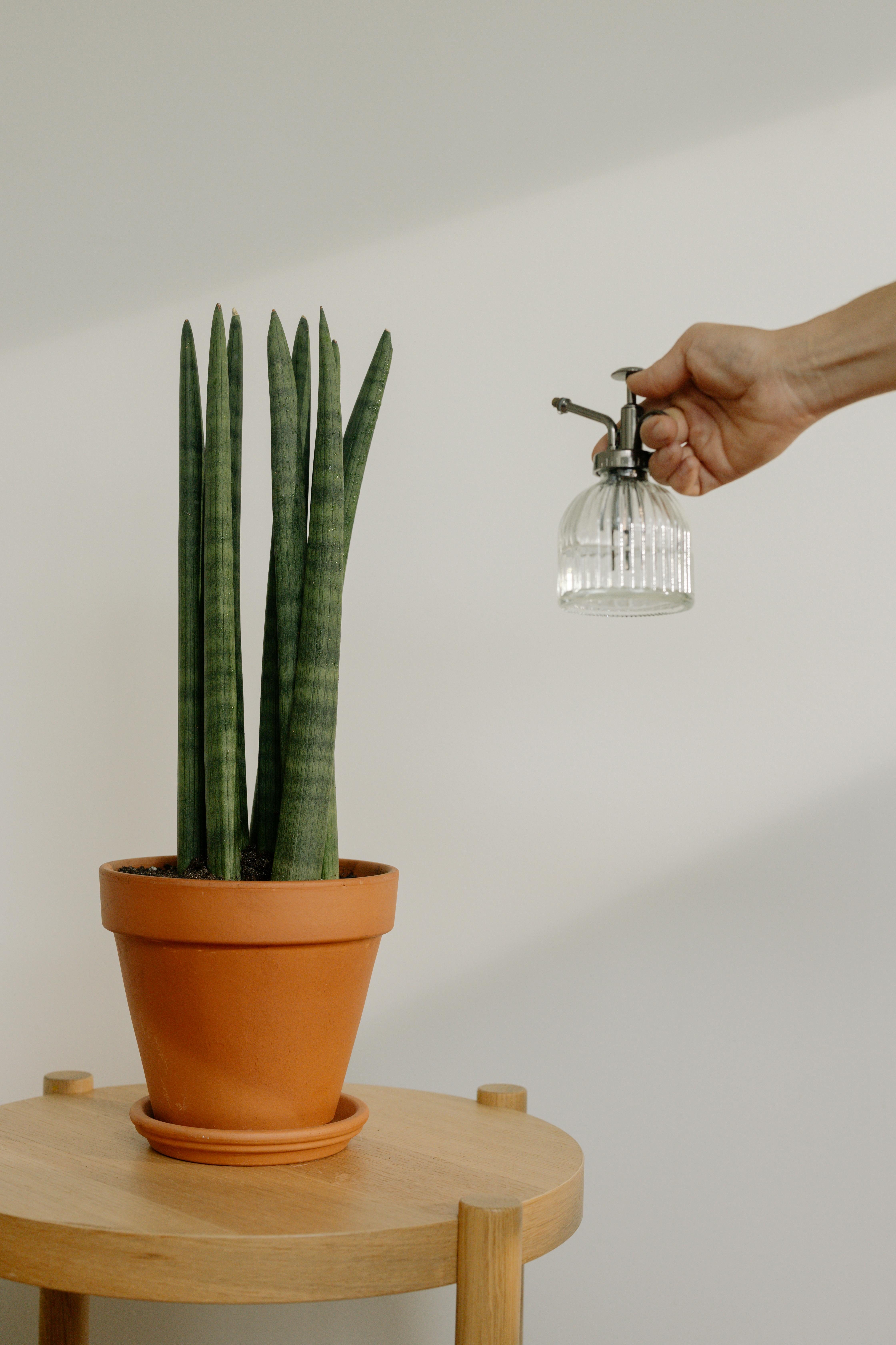 적당한 물은 식물에 영양을 줍니다.