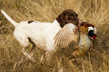 사냥감을 물고 있는 잉글리시 포인터.