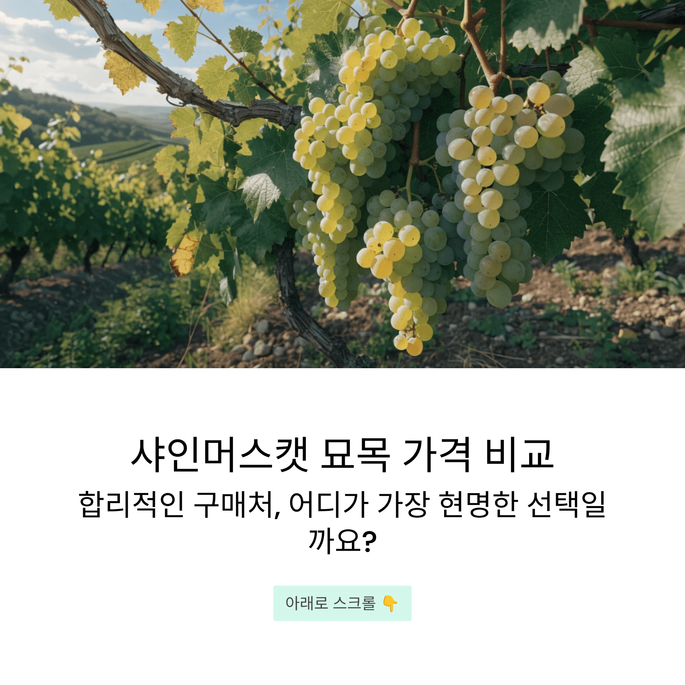 샤인머스캣 묘목 가격은 어디서 사는 게 가장 현명한 선택일까요