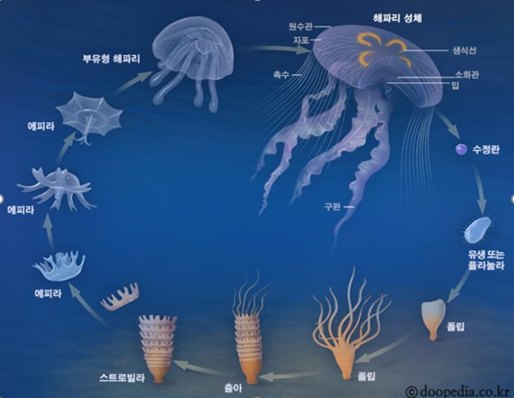 해파리