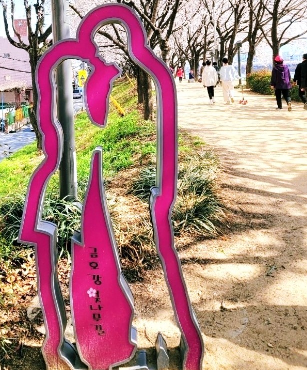 대구 벚꽃