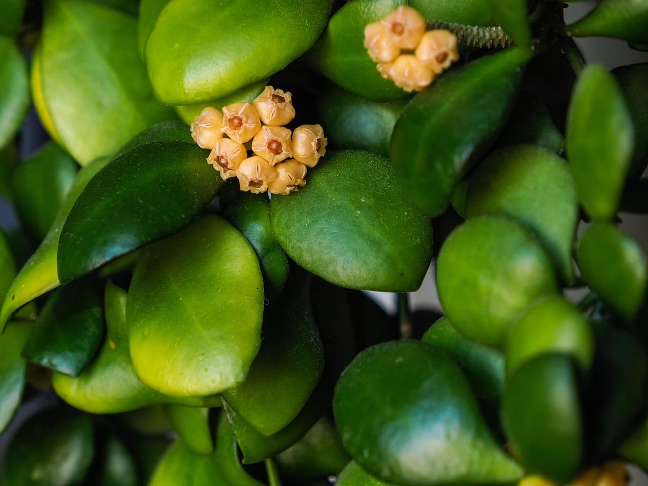 희귀 식물 애호가들이 사랑하는 독특한 실내 식물